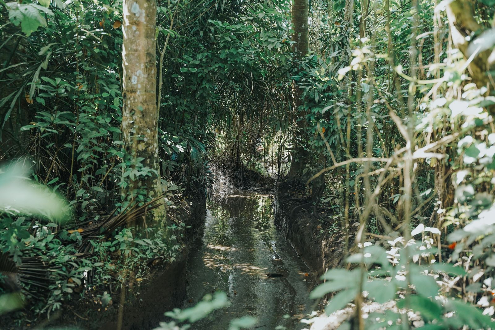 Jungle Forest Trail Track